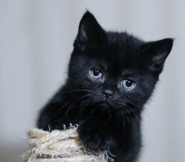 Toxoplasmose bei der Katze 